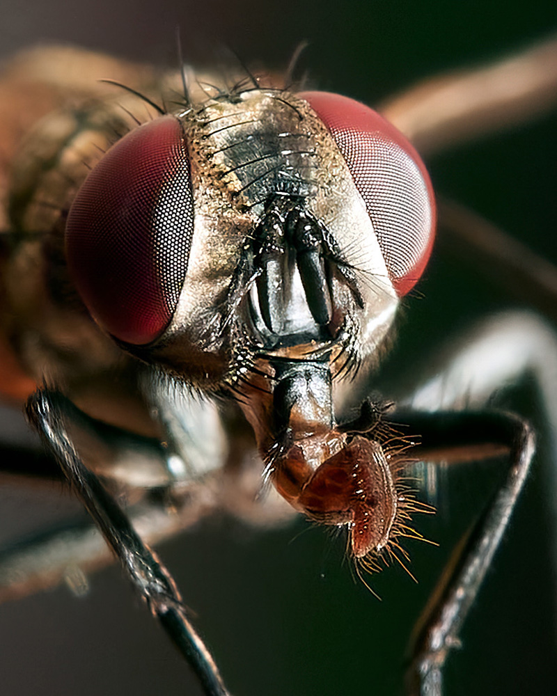 Macros